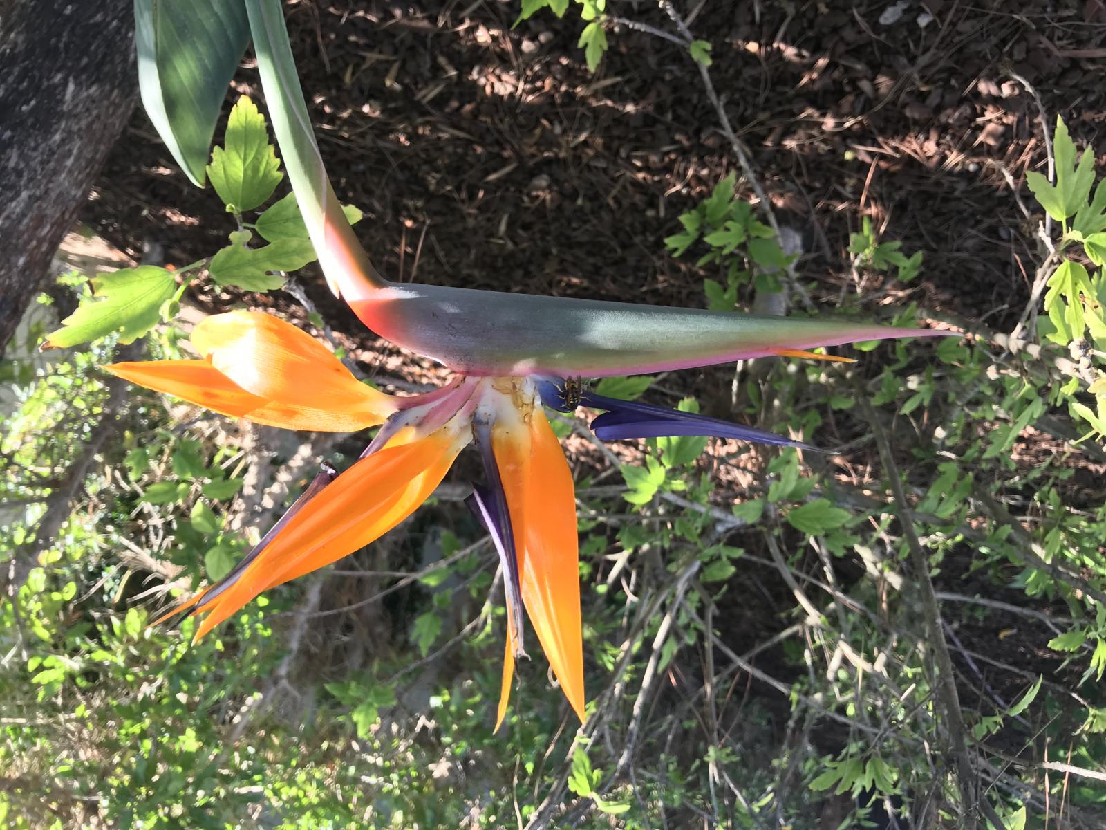 Beautiful flower