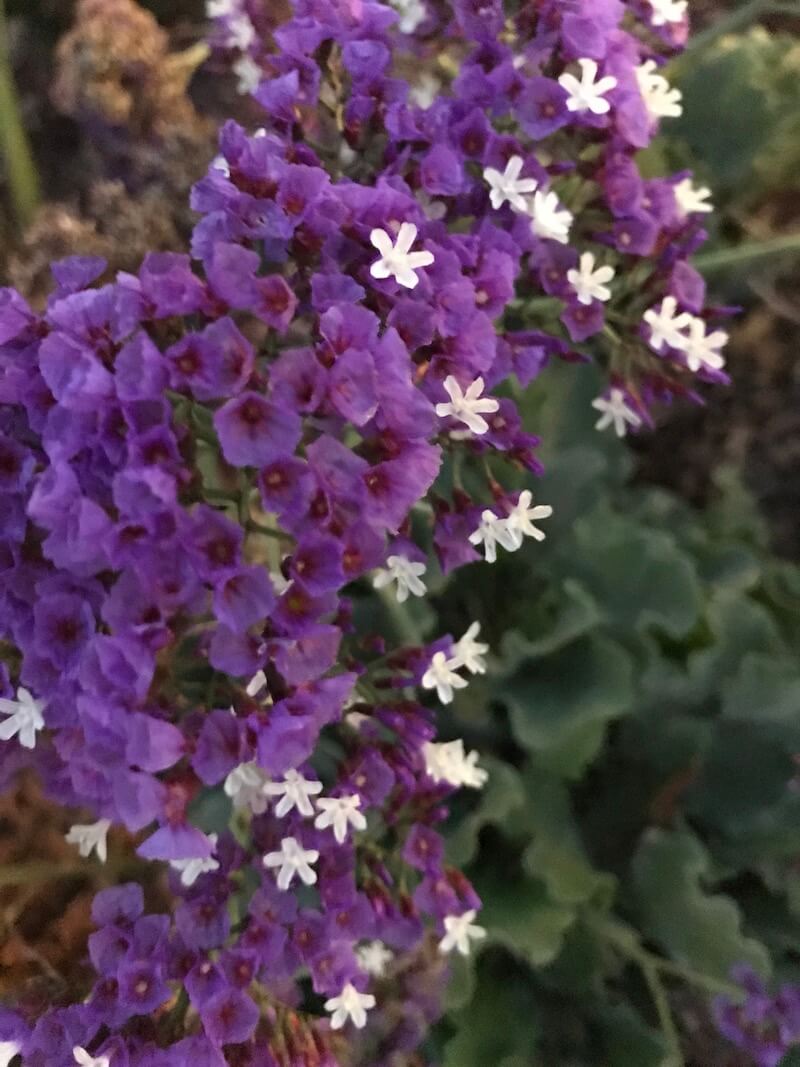 Beautiful Flowers in Algarve